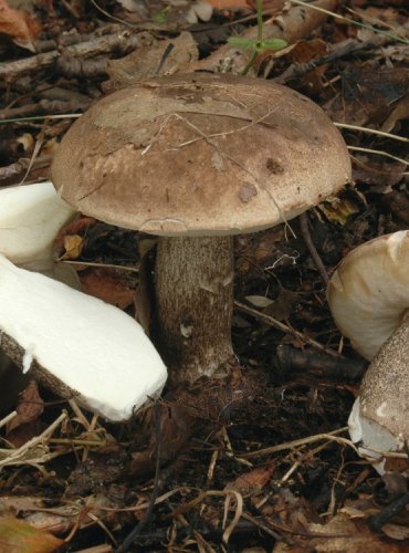 KOZÁK TOPOLOVÝ – Leccinum duriusculum – FOTO: Josef Slavíček