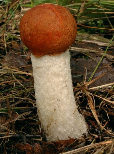 KŘEMENÁČ OSIKOVÝ – Leccinum rufum – FOTO: Josef Slavíček