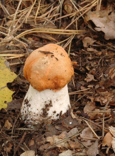 KŘEMENÁČ OSIKOVÝ – Leccinum rufum – FOTO: Josef Slavíček