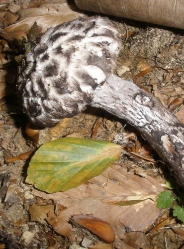 ŠIŠKOVEC ČERNÝ – Strobilomyces strobilaceus – FOTO: Josef Slavíček