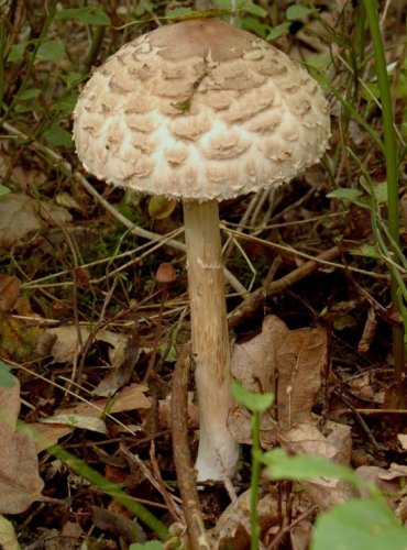 BEDLA ČERVENAJÍCÍ – Chlorophyllum rachodes – FOTO: Josef Slavíček