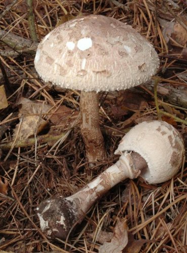 BEDLA VYSOKÁ – Macrolepiota procera – FOTO: Josef Slavíček