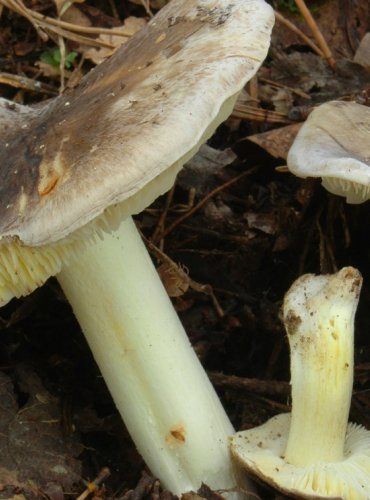 ČIRŮVKA HAVELKA – Tricholoma portentosum – FOTO: Josef Slavíček