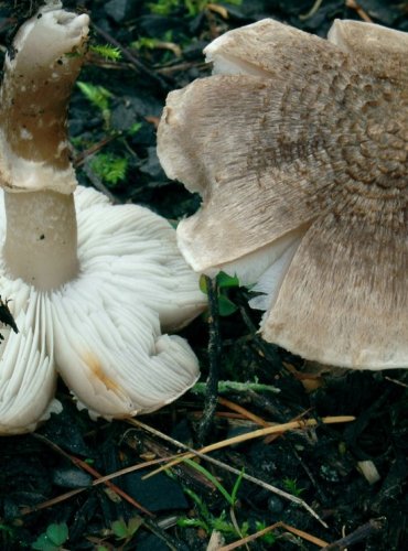 ČIRŮVKA KROUŽKATÁ – Tricholoma cingulatum – FOTO: Josef Slavíček