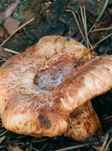 ČIRŮVKA LÍMCOVÁ – Tricholoma focale – FOTO: Josef Slavíček