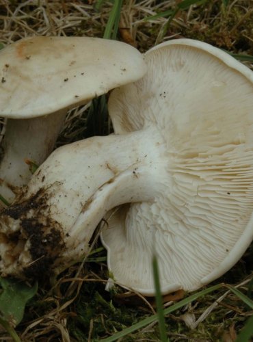 ČIRŮVKA MÁJOVKA – Calocybe gambosa – FOTO: Josef Slavíček