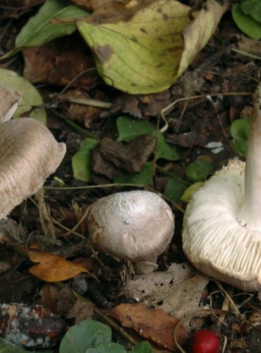 ČIRŮVKA ŠEDOŽEMLOVÁ – Tricholoma scalpturatum – FOTO: Josef Slavíček