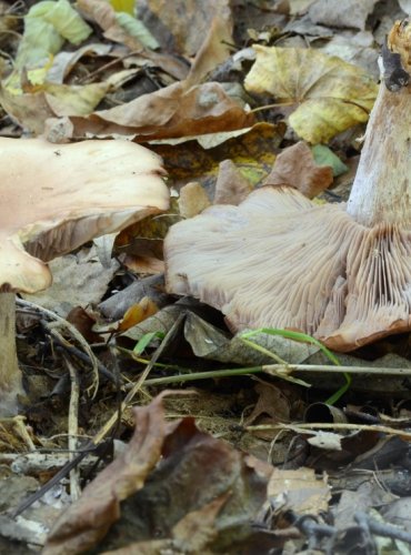 ČIRŮVKA ŠPINAVÁ – Lepista sordida – FOTO: Josef Slavíček