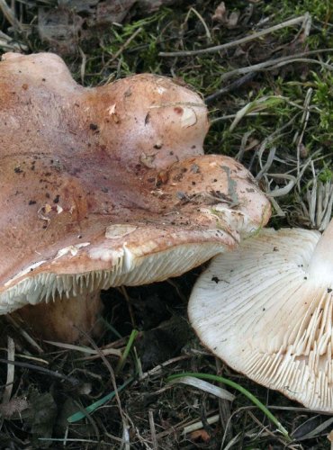 ČIRŮVKA TOPOLOVÁ – Tricholoma populinum – FOTO: Josef Slavíček