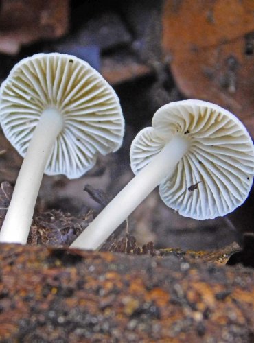 HELMOVKA TUHONOHÁ BÍLÁ – Mycena galericulata var. albida – FOTO: Josef Slavíček