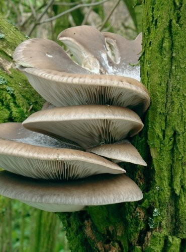 HLÍVA USTŘIČNÁ – Pleurotus ostreatus – FOTO: Josef Slavíček