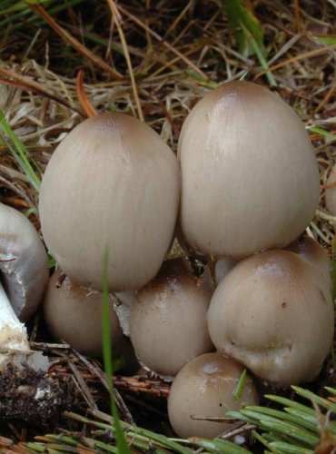 HNOJNÍK INKOUSTOVÝ – Coprinopsis atramentaria – FOTO: Josef Slavíček