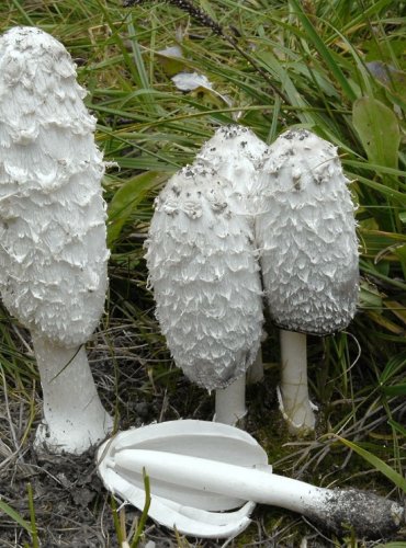 HNOJNÍK OBECNÝ – Coprinus comatus – FOTO: Josef Slavíček