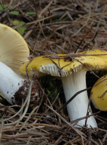 HOLUBINKA CHROMOVÁ – Russula claroflava – FOTO: Josef Slavíček