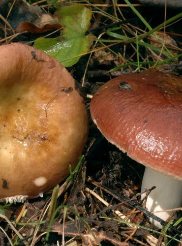 HOLUBINKA MEDOVONNÁ – Russula melliolens – FOTO: Josef Slavíček