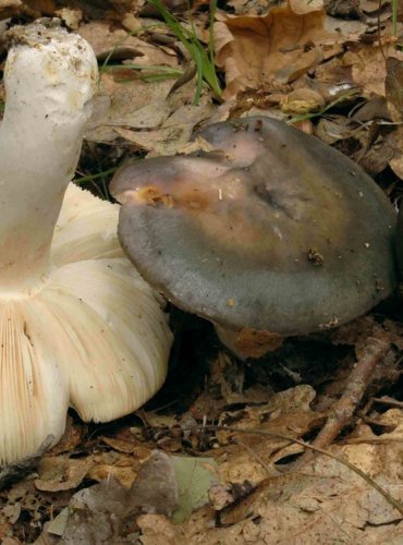 HOLUBINKA NAMODRALÁ – Russula cyanoxantha – FOTO: Josef Slavíček