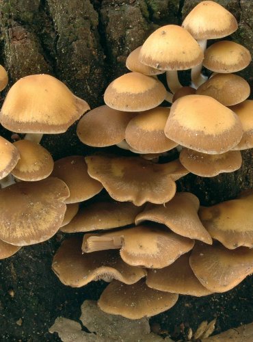 KŘEHUTKA VODOMILNÁ – Psathyrella piluliformis – FOTO: Josef Slavíček