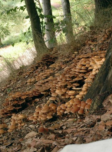 KŘEHUTKA VODOMILNÁ – Psathyrella piluliformis  – FOTO: Josef Slavíček