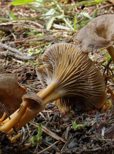 LIŠKA NÁLEVKOVITÁ – Cantharellus tubaeformis – FOTO: Josef Slavíček