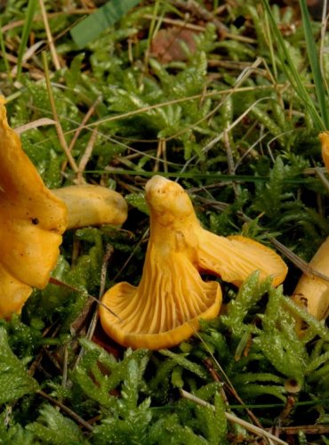 LIŠKA OBECNÁ – Cantharellus cibarius – FOTO: Josef Slavíček