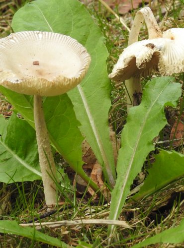 MUCHOMŮRKA POŠVATÁ – Amanita vaginata – FOTO: Josef Slavíček