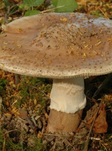 MUCHOMŮRKA RŮŽOVKA – Amanita rubescens – FOTO: Josef Slavíček