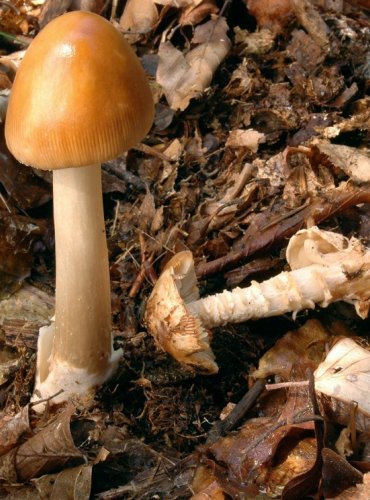 MUCHOMŮRKA RYŠAVÁ – Amanita fulva – FOTO: Josef Slavíček