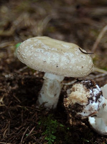 MUCHOMŮRKA ŠEDIVKA – Amanita excelsa – FOTO: Josef Slavíček