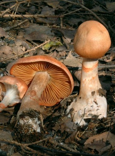 PAVUČINEC NÁRAMKOVITÝ – Cortinarius armillatus – FOTO: Josef Slavíček