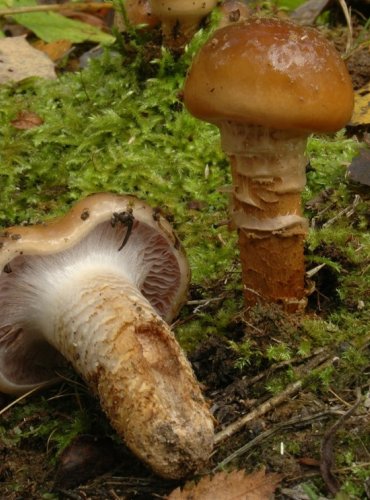 PAVUČINEC OSIKOVÝ – Cortinarius trivialis – FOTO: Josef Slavíček