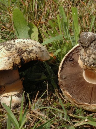 PEČÁRKA OPÁSANÁ – Agaricus bitorquis – FOTO: Josef Slavíček