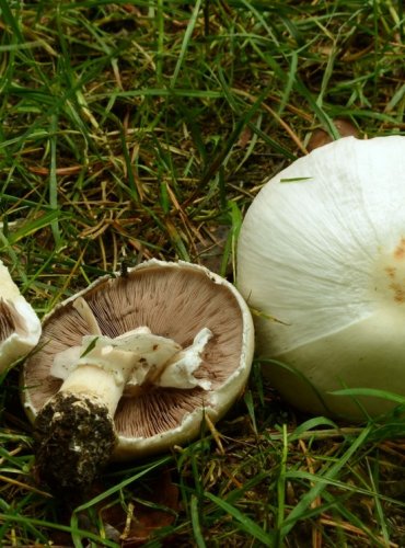 PEČÁRKA POLNÍ – Agaricus campestris – FOTO: Josef Slavíček