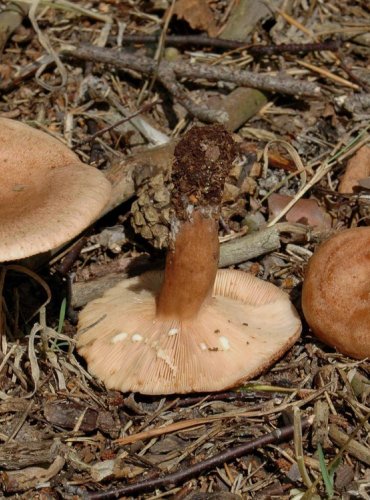 RYZEC DUBOVÝ – Lactarius quietus – FOTO: Josef Slavíček