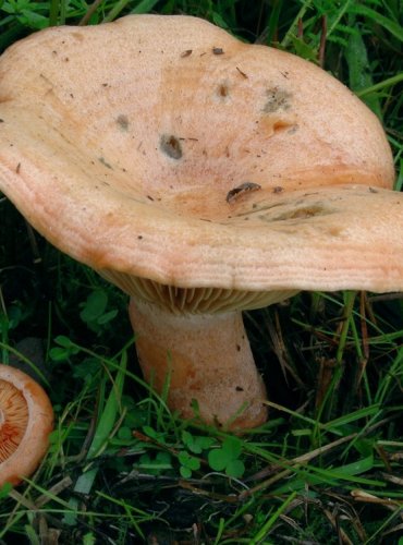 RYZEC PRAVÝ – Lactarius deliciosus – FOTO: Josef Slavíček