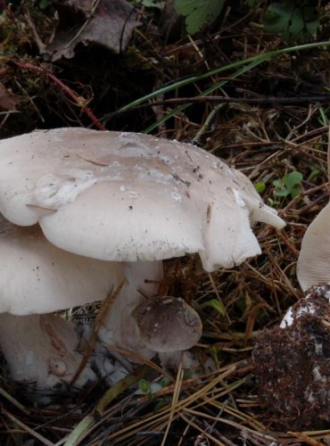 STRMĚLKA MLŽENKA – Clitocybe nebularis – FOTO: Josef Slavíček