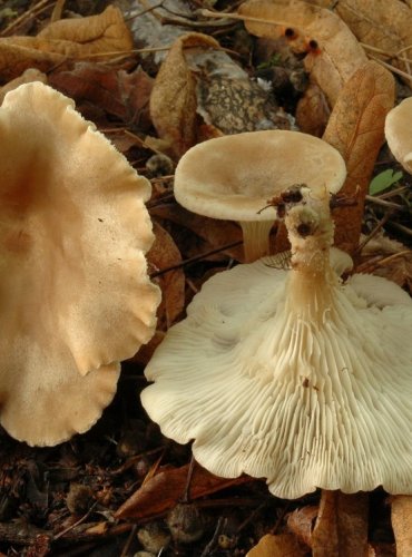 STRMĚLKA NÁLEVKOVITÁ – Clitocybe gibba – FOTO: Josef Slavíček