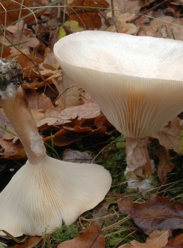 STRMĚLKA VELIKÁ – Clitocybe geotropa – FOTO: Josef Slavíček