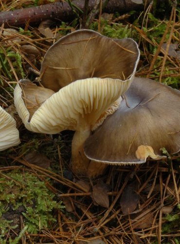 ŠŤAVNATKA POMRAZKA – Hygrophorus hypothejus – FOTO: Josef Slavíček