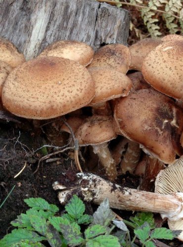 VÁCLAVKA SMRKOVÁ – Armillaria ostoyae – FOTO: Josef Slavíček