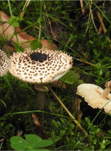 BEDLA ČERNOŠUPINNÁ – Lepiota felina – FOTO: Josef Slavíček