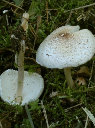 BEDLA HŘEBENITÁ – Lepiota cristata – FOTO: Josef Slavíček