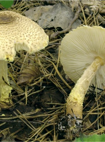 BEDLA NAŽLOUTLÁ – Lepiota magnispora Murrill – FOTO: Josef Slavíček