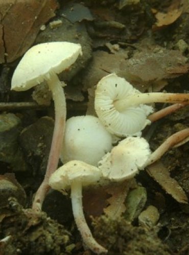 BEDLA POLONAHÁ – Cystolepiota seminuda – FOTO: Josef Slavíček