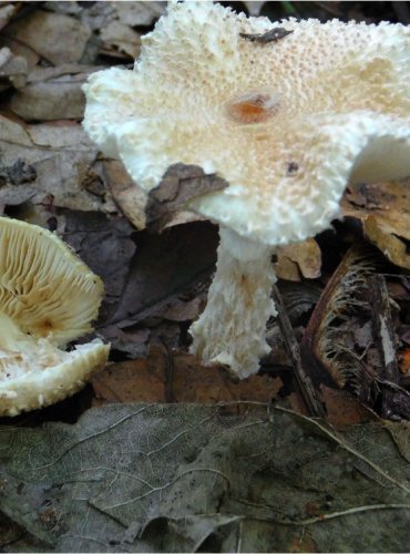 BEDLA VLNATÁ – Lepiota clypeolaria – FOTO: Josef Slavíček