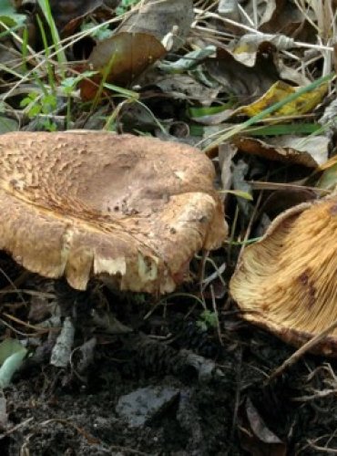 ČECHRATKA OLŠOVÁ – Paxillus rubicundulus – FOTO: Josef Slavíček