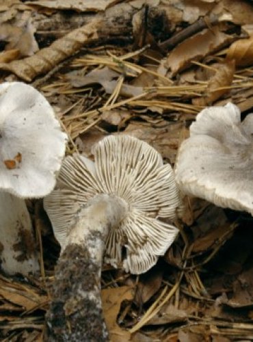 ČIRŮVKA BUKOVÁ – Tricholoma sciodes – FOTO: Josef Slavíček