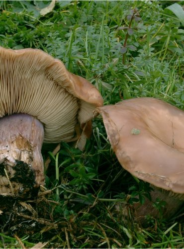 ČIRŮVKA DVOUBARVÁ – Lepista saeva – FOTO: Josef Slavíček