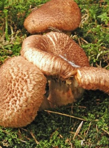 ČIRŮVKA KRAVSKÁ – Tricholoma vaccinum – FOTO: Josef Slavíček