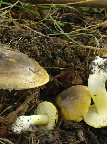 ČIRŮVKA ODLIŠNÁ – Tricholoma sejunctum – FOTO: Josef Slavíček