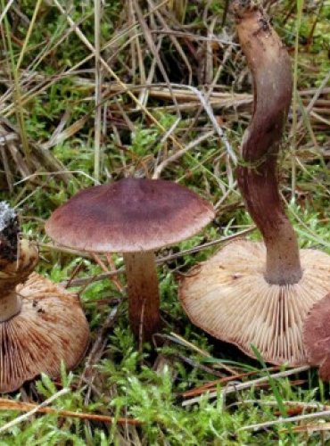 ČIRŮVKA STŘECHOVITÁ – Tricholoma imbricatum – FOTO: Josef Slavíček